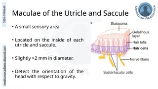 medicoseacademics@gmail.com
0310-7990649
Maculae of the Utricle and Saccule
• A small sensory area
• Located on the inside of each
utricle and saccule.
• Slightly >2 mm in diameter.
• Detect the orientation of the
head with respect to gravity.
 