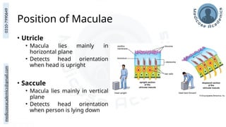 medicoseacademics@gmail.com
0310-7990649
Position of Maculae
• Utricle
• Macula lies mainly in
horizontal plane
• Detects head orientation
when head is upright
• Saccule
• Macula lies mainly in vertical
plane
• Detects head orientation
when person is lying down
 