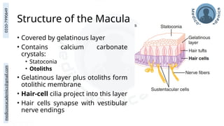 medicoseacademics@gmail.com
0310-7990649
Structure of the Macula
• Covered by gelatinous layer
• Contains calcium carbonate
crystals:
• Statoconia
• Otoliths
• Gelatinous layer plus otoliths form
otolithic membrane
• Hair-cell cilia project into this layer
• Hair cells synapse with vestibular
nerve endings
 