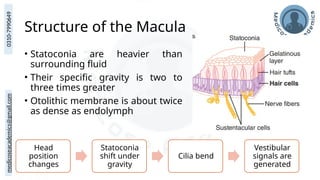 medicoseacademics@gmail.com
0310-7990649
Structure of the Macula
• Statoconia are heavier than
surrounding fluid
• Their specific gravity is two to
three times greater
• Otolithic membrane is about twice
as dense as endolymph
Head
position
changes
Statoconia
shift under
gravity
Cilia bend
Vestibular
signals are
generated
 
