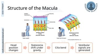 medicoseacademics@gmail.com
0310-7990649
Structure of the Macula
Head
position
changes
Statoconia
shift under
gravity
Cilia bend
Vestibular
signals are
generated
 