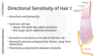 medicoseacademics@gmail.com
0310-7990649
Directional Sensitivity of Hair Cells
• Kinocilium and Stereocilia
• Each hair cell has:
• About 100 small cilia called stereocilia
• One large cilium called the kinocilium
• Kinocilium is located on one side of the hair cell.
• Stereocilia become progressively shorter away from
koinocilium
• Filamentous attachments between sterocilia
 