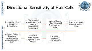 medicoseacademics@gmail.com
0310-7990649
Directional Sensitivity of Hair Cells
Stereocilia bend
toward the
kinocilium
Filamentous
attachments pull
on the
stereocilia in
sequence
Stereocilia are
pulled outward
from the cell
body
Several hundred
cation channels
open
Influx of Cations
from the
surrounding
endolymphatic
fluid
Receptor
membrane
depolarization
occurs
Increased
impulse
transmission
 