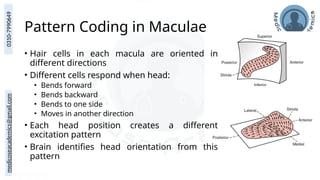 medicoseacademics@gmail.com
0310-7990649
Pattern Coding in Maculae
• Hair cells in each macula are oriented in
different directions
• Different cells respond when head:
• Bends forward
• Bends backward
• Bends to one side
• Moves in another direction
• Each head position creates a different
excitation pattern
• Brain identifies head orientation from this
pattern
 