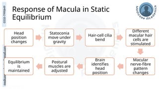 medicoseacademics@gmail.com
0310-7990649
Response of Macula in Static
Equilibrium
Head
position
changes
Statoconia
move under
gravity
Hair-cell cilia
bend
Different
macular hair
cells are
stimulated
Macular
nerve-fibre
pattern
changes
Brain
identifies
head
position
Postural
muscles are
adjusted
Equilibrium
is
maintained
 
