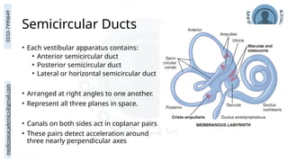 medicoseacademics@gmail.com
0310-7990649
Semicircular Ducts
• Each vestibular apparatus contains:
• Anterior semicircular duct
• Posterior semicircular duct
• Lateral or horizontal semicircular duct
• Arranged at right angles to one another.
• Represent all three planes in space.
• Canals on both sides act in coplanar pairs
• These pairs detect acceleration around
three nearly perpendicular axes
 