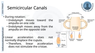 medicoseacademics@gmail.com
0310-7990649
Semicircular Canals
• During rotation:
• Endolymph moves toward the
ampulla on one side
• Endolymph moves away from the
ampulla on the opposite side
• Linear acceleration does not
normally displace the cupula.
• Therefore, linear acceleration
does not stimulate the cristae.
 