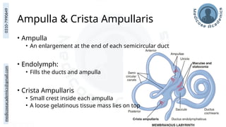 medicoseacademics@gmail.com
0310-7990649
Ampulla & Crista Ampullaris
• Ampulla
• An enlargement at the end of each semicircular duct
• Endolymph:
• Fills the ducts and ampulla
• Crista Ampullaris
• Small crest inside each ampulla
• A loose gelatinous tissue mass lies on top
 