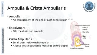 medicoseacademics@gmail.com
0310-7990649
Ampulla & Crista Ampullaris
• Ampulla
• An enlargement at the end of each semicircular duct
• Endolymph:
• Fills the ducts and ampulla
• Crista Ampullaris
• Small crest inside each ampulla
• A loose gelatinous tissue mass lies on top-Cupula
 