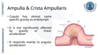 medicoseacademics@gmail.com
0310-7990649
Ampulla & Crista Ampullaris
• Cupula has almost same
specific gravity as endolymph
• It is not significantly affected
by gravity or linear
acceleration
• It responds mainly to angular
acceleration
 