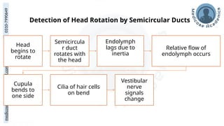 medicoseacademics@gmail.com
0310-7990649
Head
begins to
rotate
Semicircula
r duct
rotates with
the head
Endolymph
lags due to
inertia
Relative flow of
endolymph occurs
Cupula
bends to
one side
Cilia of hair cells
on bend
Vestibular
nerve
signals
change
Detection of Head Rotation by Semicircular Ducts
 