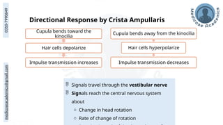 medicoseacademics@gmail.com
0310-7990649
 Signals travel through the vestibular nerve
 Signals reach the central nervous system
about
o Change in head rotation
o Rate of change of rotation
Cupula bends toward the
kinocilia
Hair cells depolarize
Impulse transmission increases
Cupula bends away from the kinocilia
Hair cells hyperpolarize
Impulse transmission decreases
Directional Response by Crista Ampullaris
 