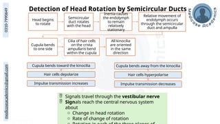 medicoseacademics@gmail.com
0310-7990649
Head begins
to rotate
Semicircular
duct rotates
with the head
Inertia causes
the endolymph
to remain
relatively
stationary
Relative movement of
endolymph occurs
through the semicircular
duct and ampulla
Cupula bends
to one side
Cilia of hair cells
on the crista
ampullaris bend
within the cupula
All kinocilia
are oriented
in the same
direction
Detection of Head Rotation by Semicircular Ducts
Cupula bends toward the kinocilia
Hair cells depolarize
Impulse transmission increases
Cupula bends away from the kinocilia
Hair cells hyperpolarise
Impulse transmission decreases
 Signals travel through the vestibular nerve
 Signals reach the central nervous system
about
o Change in head rotation
o Rate of change of rotation
 