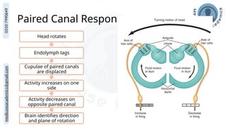medicoseacademics@gmail.com
0310-7990649
Paired Canal Response
Head rotates
Endolymph lags
Cupulae of paired canals
are displaced
Activity increases on one
side
Activity decreases on
opposite paired canal
Brain identifies direction
and plane of rotation
 