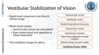 medicoseacademics@gmail.com
0310-7990649
Vestibular Stabilization of Vision
• Rapid head movement can disturb
retinal image
• When head rotates:
• Semicircular canals are stimulated
• Eyes rotate equal and opposite to
head movement
• This stabilizes image on retina
Semicircular canals
Vestibular nuclei
Medial longitudinal fasciculus
Oculomotor nuclei
Extraocular muscles
Eyes move opposite to head
rotation
Retinal image remains stable
Vestibulo-Ocular reflex
 
