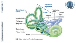 medicoseacademics@gmail.com
0310-7990649
 