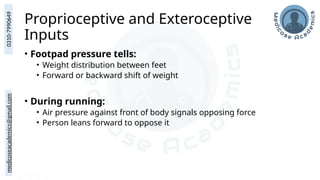 medicoseacademics@gmail.com
0310-7990649
Proprioceptive and Exteroceptive
Inputs
• Footpad pressure tells:
• Weight distribution between feet
• Forward or backward shift of weight
• During running:
• Air pressure against front of body signals opposing force
• Person leans forward to oppose it
 