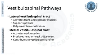 medicoseacademics@gmail.com
0310-7990649
Vestibulospinal Pathways
• Lateral vestibulospinal tract
• Activates trunk and extensor muscles
• Supports posture
• Helps maintain equilibrium
• Medial vestibulospinal tract
• Activates neck muscles
• Produces head-on-neck adjustment
• Contributes to vestibulocollic reflex
 