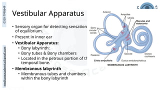 medicoseacademics@gmail.com
0310-7990649
Vestibular Apparatus
• Sensory organ for detecting sensations
of equilibrium.
• Present in inner ear
• Vestibular Apparatus:
• Bony labyrinth:
• Bony tubes & Bony chambers
• Located in the petrous portion of the
temporal bone.
• Membranous labyrinth
• Membranous tubes and chambers
within the bony labyrinth
 