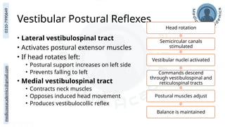 medicoseacademics@gmail.com
0310-7990649
Vestibular Postural Reflexes
• Lateral vestibulospinal tract
• Activates postural extensor muscles
• If head rotates left:
• Postural support increases on left side
• Prevents falling to left
• Medial vestibulospinal tract
• Contracts neck muscles
• Opposes induced head movement
• Produces vestibulocollic reflex
Head rotation
Semicircular canals
stimulated
Vestibular nuclei activated
Commands descend
through vestibulospinal and
reticulospinal tracts
Postural muscles adjust
Balance is maintained
 