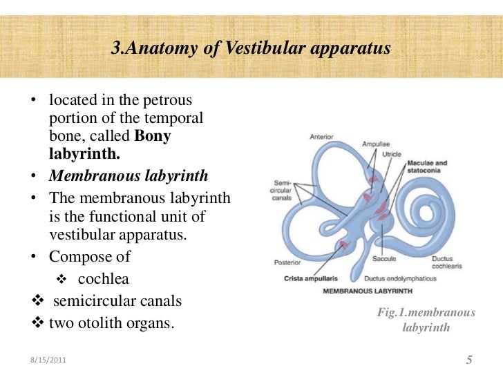 Vestibular sysstem