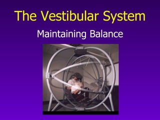 The Vestibular System   Maintaining Balance 