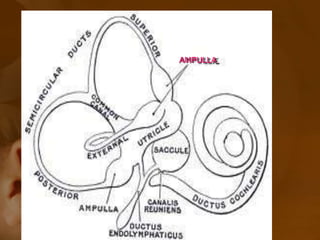 AMPULLA
 