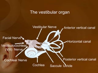 The vestibular organ
Horizontal canal
Anterior vertical canal
Posterior vertical canal
Vestibular Nerve
Facial Nerve
Vestibulocochlear
(VIII) Nerve
Cochlea
Cochlear NerveCochlear Nerve
UtricleSaccule
 