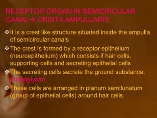 RECEPTOR ORGAN IN SEMICIRCULAR
CANAL CRISTA AMPULLARIS
It is a crest like structure situated inside the ampulla
of semicircular canals
The crest is formed by a receptor epithelium
(neuroepithelium) which consists if hair cells,
supporting cells and secreting epithelial cells
The secreting cells secrete the ground substance,
proteoglycan
These cells are arranged in planum semilunatum
(group of epithelial cells) around hair cells
 