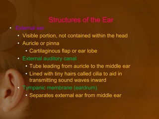 • External ear
• Visible portion, not contained within the head
• Auricle or pinna
• Cartilaginous flap or ear lobe
• External auditory canal
• Tube leading from auricle to the middle ear
• Lined with tiny hairs called cilia to aid in
transmitting sound waves inward
• Tympanic membrane (eardrum)
• Separates external ear from middle ear
Structures of the Ear
 