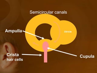 Semicircular canals
UtricleAmpulla
Crista
hair cells
Cupula
 
