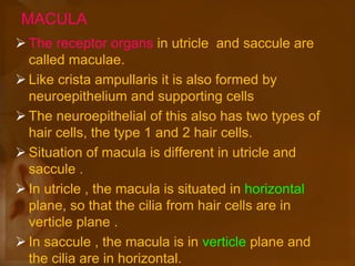 MACULA
 The receptor organs in utricle and saccule are
called maculae.
 Like crista ampullaris it is also formed by
neuroepithelium and supporting cells
 The neuroepithelial of this also has two types of
hair cells, the type 1 and 2 hair cells.
 Situation of macula is different in utricle and
saccule .
 In utricle , the macula is situated in horizontal
plane, so that the cilia from hair cells are in
verticle plane .
 In saccule , the macula is in verticle plane and
the cilia are in horizontal.
 