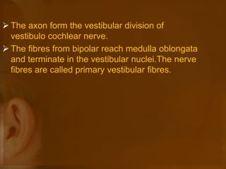  The axon form the vestibular division of
vestibulo cochlear nerve.
 The fibres from bipolar reach medulla oblongata
and terminate in the vestibular nuclei.The nerve
fibres are called primary vestibular fibres.
 