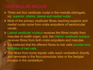 VESTIBULAR NUCLEI
 There are four vestibular nuclei in the medulla oblongata,
viz. superior, inferior, lateral and medial nuclei.
 Most of the primary vestibular fibres reaching superior and
medial nuclei come from crista ampullaris of semicircular
canals.
 Lateral vestibular nucleus receives the fibres mostly from
maculae of otolith organ, and, the inferior vestibular nucleus
receives fibres from both crista ampullaris and maculae.
 It is believed that the efferent fibres to hair cells provide tonic
inhibition of hair cells.
 The fibres from some bipolar cells reach cerebellum directly
and terminate in the flocculonodular lobe or the fastigial
nucleus in the cerebellum.
 