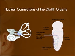 Nuclear Connections of the Otolith Organs
 
