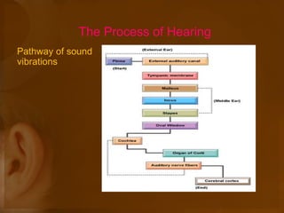The Process of Hearing
Pathway of sound
vibrations
 
