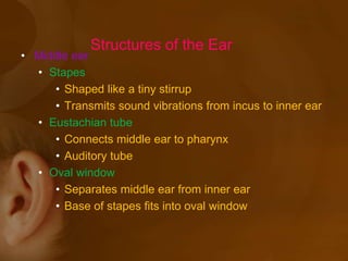 • Middle ear
• Stapes
• Shaped like a tiny stirrup
• Transmits sound vibrations from incus to inner ear
• Eustachian tube
• Connects middle ear to pharynx
• Auditory tube
• Oval window
• Separates middle ear from inner ear
• Base of stapes fits into oval window
Structures of the Ear
 