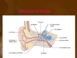 Structures of the Ear
 