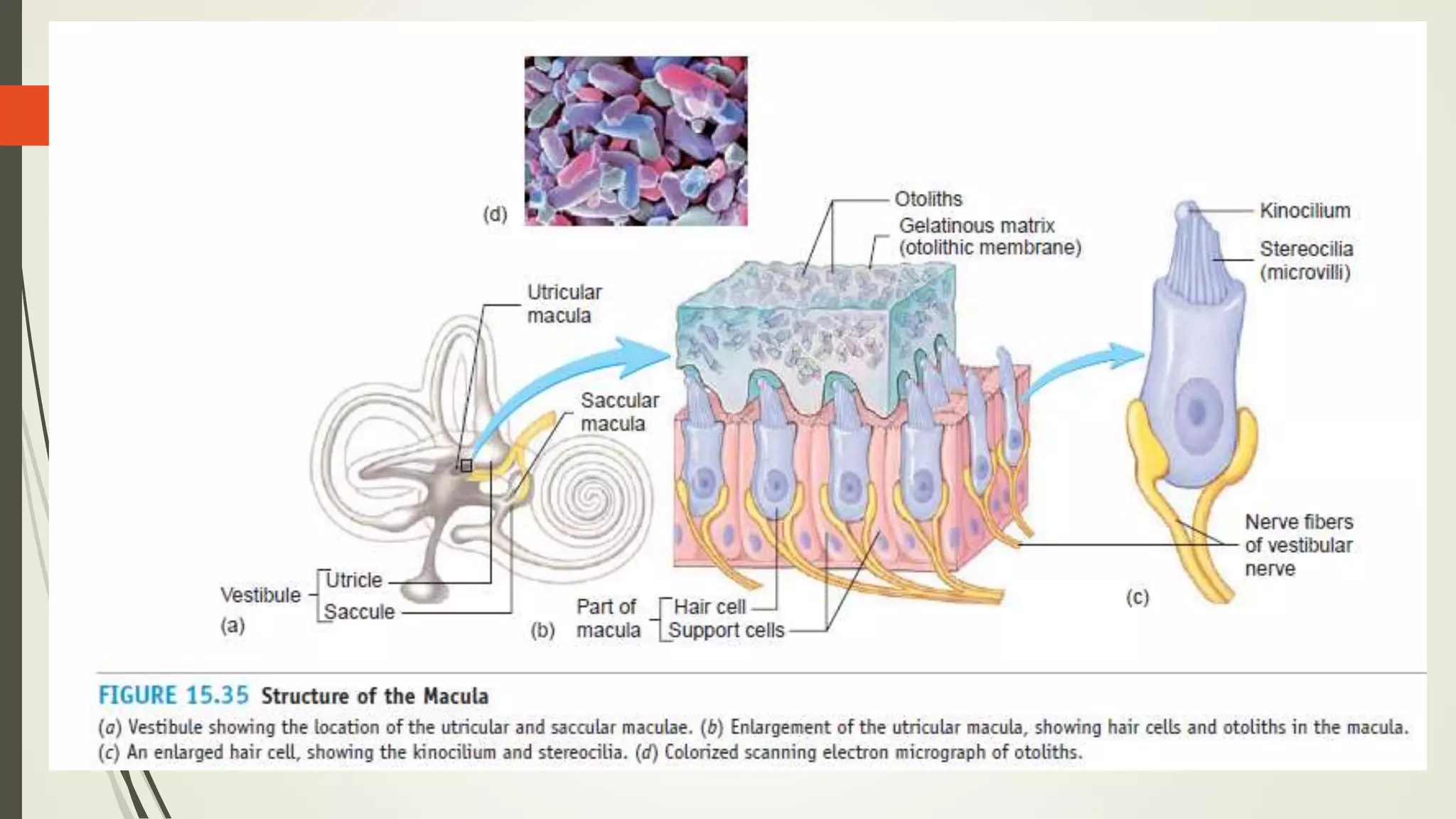Vestibular system -Maintenance of Balance and Equilibrium | PPTX