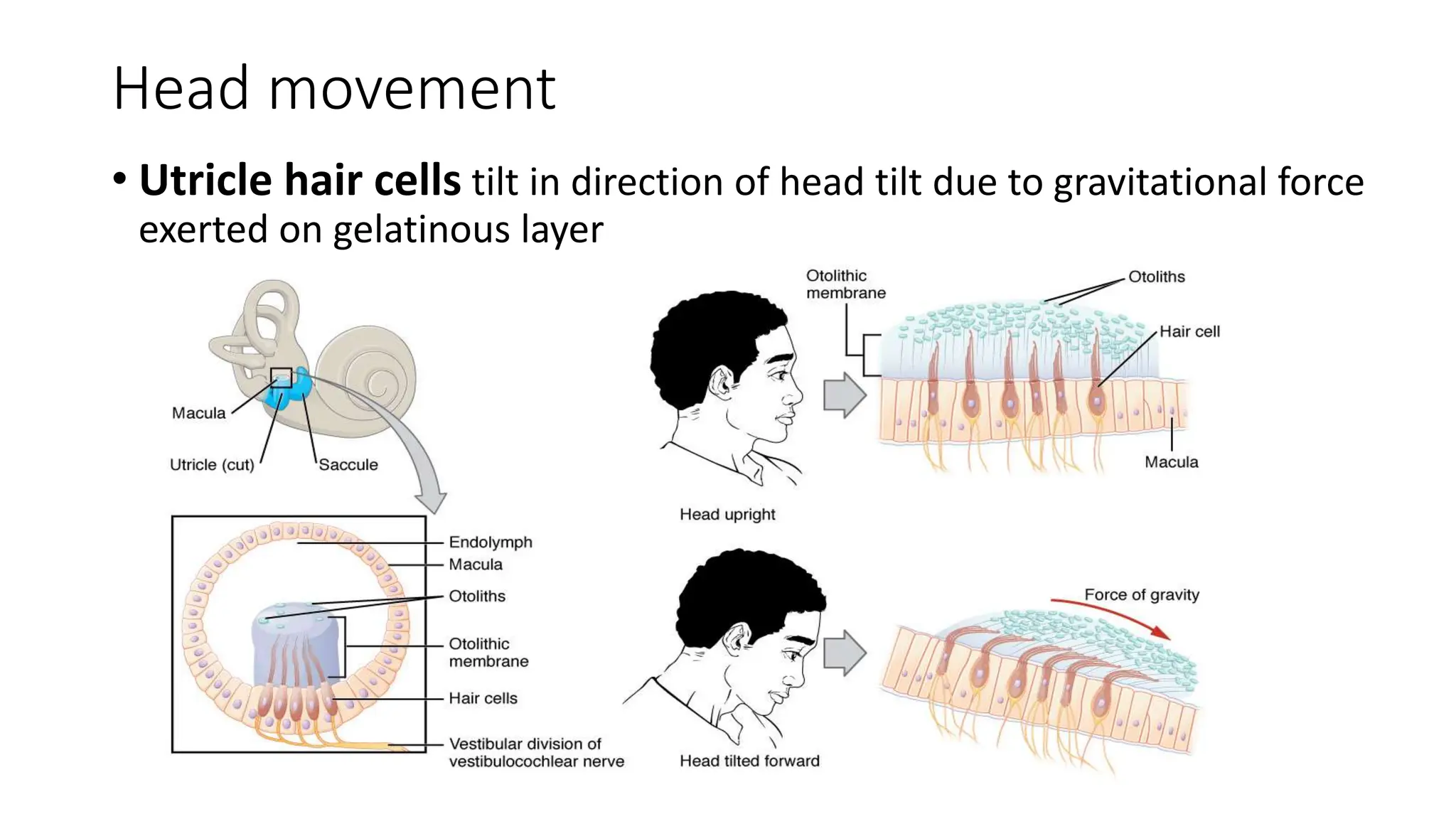 Physiology Special senses vestibular system.pptx