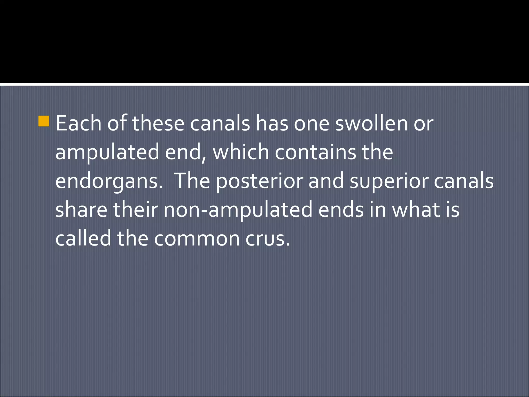  Each of these canals has one swollen or

ampulated end, which contains the
endorgans. The posterior and superior canals
share their non-ampulated ends in what is
called the common crus.

 
