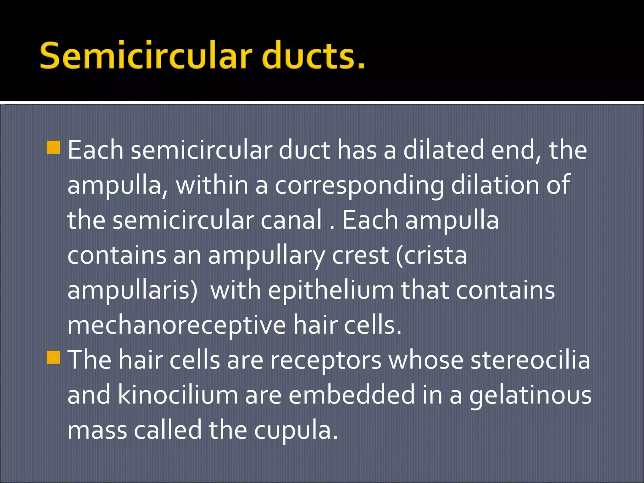  Each semicircular duct has a dilated end, the

ampulla, within a corresponding dilation of
the semicircular canal . Each ampulla
contains an ampullary crest (crista
ampullaris) with epithelium that contains
mechanoreceptive hair cells.
 The hair cells are receptors whose stereocilia
and kinocilium are embedded in a gelatinous
mass called the cupula.

 