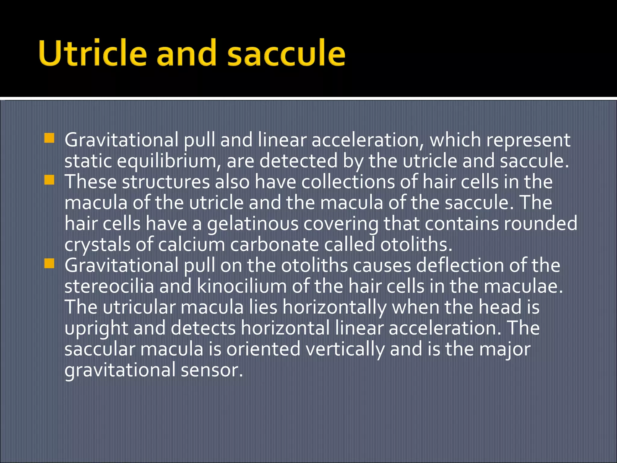 




Gravitational pull and linear acceleration, which represent
static equilibrium, are detected by the utricle and saccule.
These structures also have collections of hair cells in the
macula of the utricle and the macula of the saccule. The
hair cells have a gelatinous covering that contains rounded
crystals of calcium carbonate called otoliths.
Gravitational pull on the otoliths causes deflection of the
stereocilia and kinocilium of the hair cells in the maculae.
The utricular macula lies horizontally when the head is
upright and detects horizontal linear acceleration. The
saccular macula is oriented vertically and is the major
gravitational sensor.

 