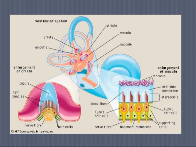 Vestibular system 2013