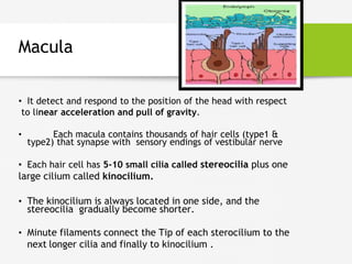 Sacculus Anatomy of inner ear | PPTX