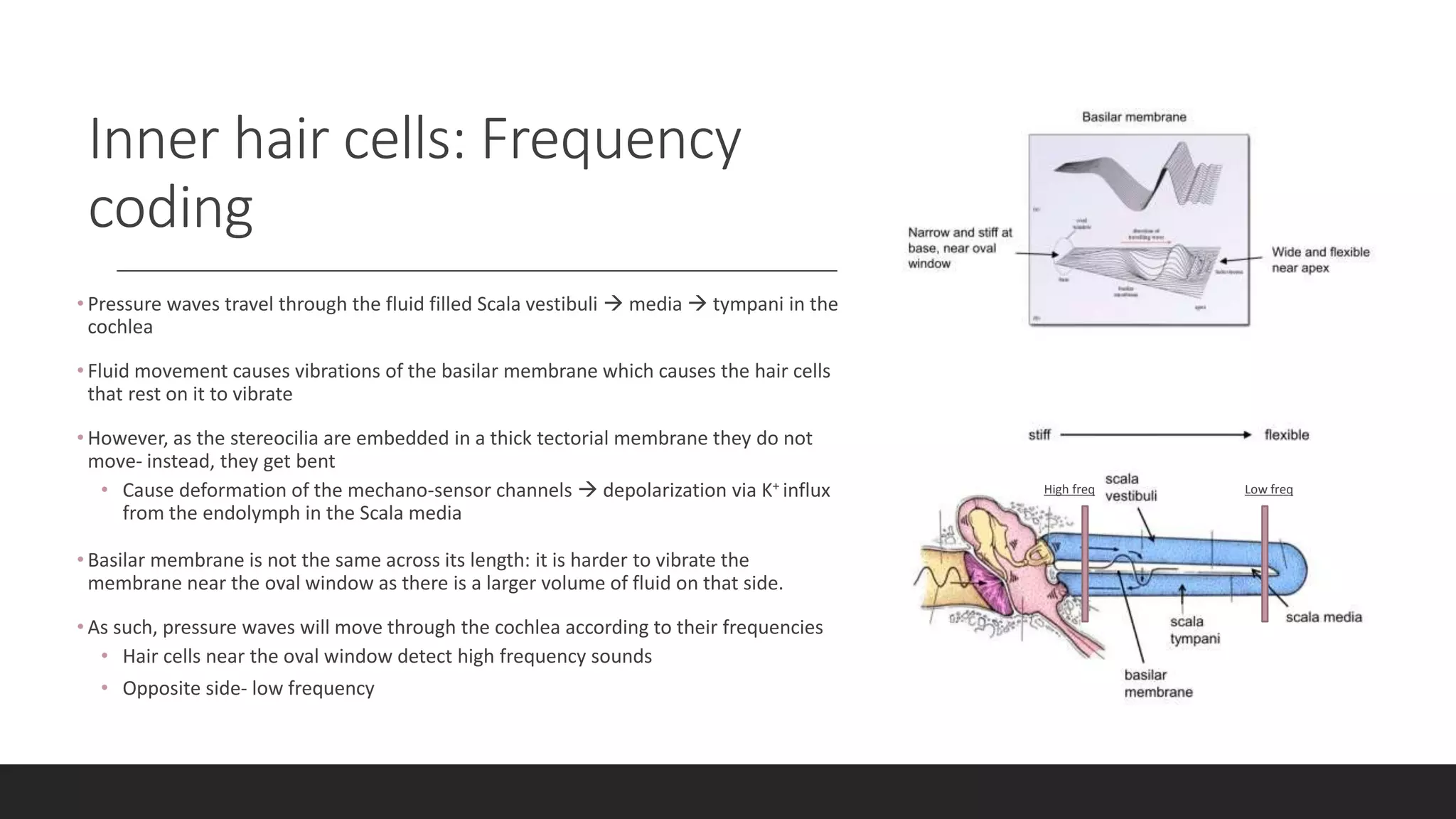 Inner hair cells: Frequency
coding
• Pressure waves travel through the fluid filled Scala vestibuli  media  tympani in the
cochlea
• Fluid movement causes vibrations of the basilar membrane which causes the hair cells
that rest on it to vibrate
• However, as the stereocilia are embedded in a thick tectorial membrane they do not
move- instead, they get bent
• Cause deformation of the mechano-sensor channels  depolarization via K+ influx
from the endolymph in the Scala media
• Basilar membrane is not the same across its length: it is harder to vibrate the
membrane near the oval window as there is a larger volume of fluid on that side.
• As such, pressure waves will move through the cochlea according to their frequencies
• Hair cells near the oval window detect high frequency sounds
• Opposite side- low frequency
High freq Low freq
 