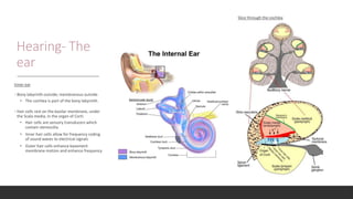 Hearing- The
ear
Inner ear
• Bony labyrinth outside; membranous outside
• The cochlea is part of the bony labyrinth
• Hair cells rest on the basilar membrane, under
the Scala media, in the organ of Corti
• Hair cells are sensory transducers which
contain stereocilia
• Inner hair cells allow for frequency coding
of sound waves to electrical signals
• Outer hair cells enhance basement
membrane motion and enhance frequency
Slice through the cochlea
 
