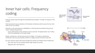 Inner hair cells: Frequency
coding
• Pressure waves travel through the fluid filled Scala vestibuli  media  tympani in the
cochlea
• Fluid movement causes vibrations of the basilar membrane which causes the hair cells
that rest on it to vibrate
• However, as the stereocilia are embedded in a thick tectorial membrane they do not
move- instead, they get bent
• Cause deformation of the mechano-sensor channels  depolarization via K+ influx
from the endolymph in the Scala media
• Basilar membrane is not the same across its length: it is harder to vibrate the
membrane near the oval window as there is a larger volume of fluid on that side.
• As such, pressure waves will move through the cochlea according to their frequencies
• Hair cells near the oval window detect high frequency sounds
• Opposite side- low frequency
High freq Low freq
 