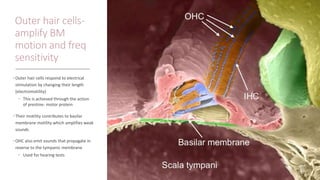 Outer hair cells-
amplify BM
motion and freq
sensitivity
• Outer hair cells respond to electrical
stimulation by changing their length
(electromotility)
• This is achieved through the action
of prestine- motor protein
• Their motility contributes to basilar
membrane motility which amplifies weak
sounds
• OHC also emit sounds that propagate in
reverse to the tympanic membrane
• Used for hearing tests
 