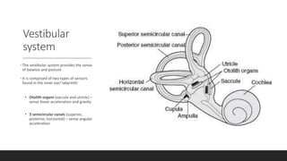 Vestibular
system
• The vestibular system provides the sense
of balance and posture
• It is comprised of two types of sensors
found in the inner ear/ labyrinth:
• Otolith organs (saccule and utricle) –
sense linear acceleration and gravity
• 3 semicircular canals (superior,
posterior, horizontal) – sense angular
acceleration
 